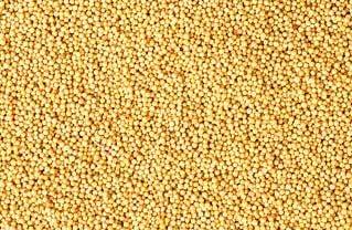 Mustard Seeds