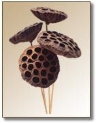 Dried Lotus Pod