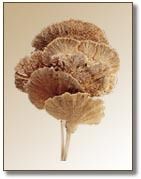 Dried Sponge Mushroom