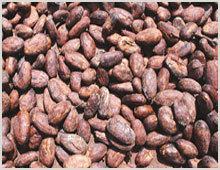 Indian Origin Cocoa Beans