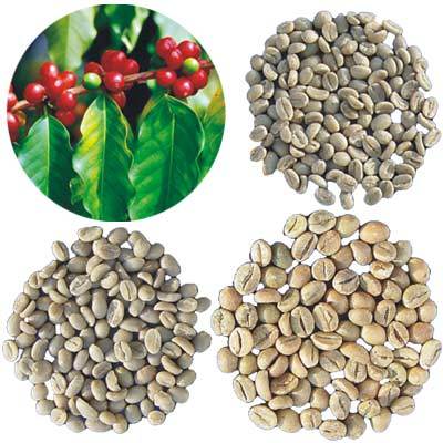 100 Percent Natural Brown Coffee Beans