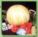 Musk Melon Seeds - Superior Quality, Affordable Pricing, Remarkable High Functionality