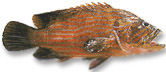 Reef Cod Fishes