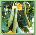 Sponge Gourd Seeds