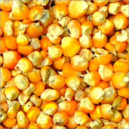 Fresh And Natural Yellow Corn  Purity: 100%