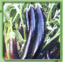 Brinjal Seeds