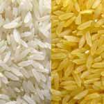 Medium Size Indian Rice