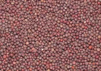 Black Mustard Seeds Used For Extracting Edible Oils