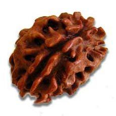 Rudraksha Beads