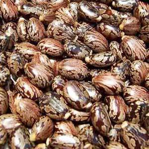 Castor Seeds