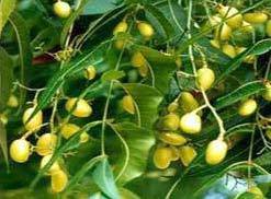 Neem Oil