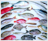 Highly Nutritious Fresh Fishes 