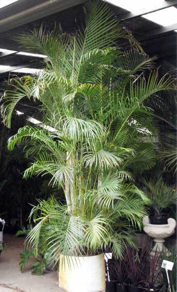 ARECA PALM PLANT