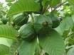 Organic Guava Leaves For Herbal Medicine