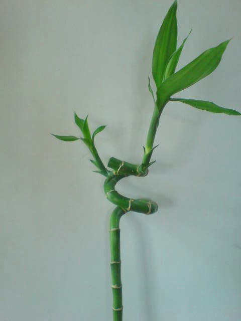 Indoor Spiral Lucky Bamboo