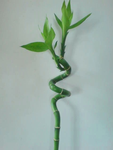 Lucky Bamboo Plant