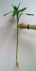 Straight Lucky Bamboo