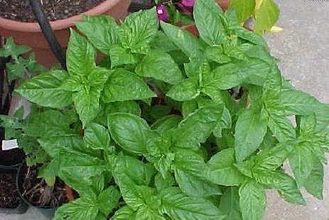 Basil Oil