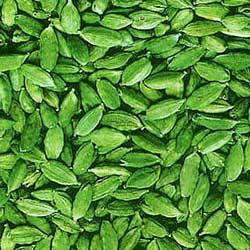 Dried Best Quality Natural Green Cardamoms