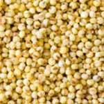 High Protein Millet Seeds