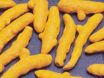 Turmeric Fingers