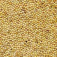 Excellent Quality Millet Seeds