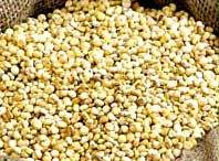 Yellow High In Protein Jowar