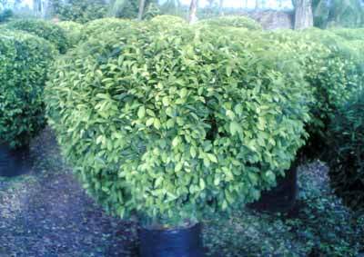 Highly Captivating Ficus Plant For Garden, Party And Other Occasion