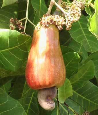 Raw Cashew Nuts