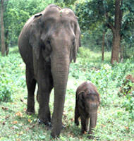 Bandipur National Park Tour By Voyages India Tours & Travels