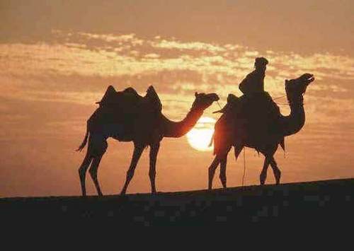 Camel Safari Tour Servics