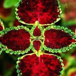 Coleus Extract