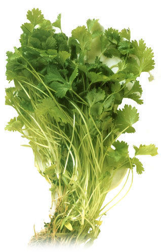 Natural Aromatic Coriander Herb