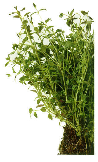 Natural Medicinal Thyme Herb