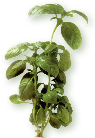 Natural Quality Basil Herbs