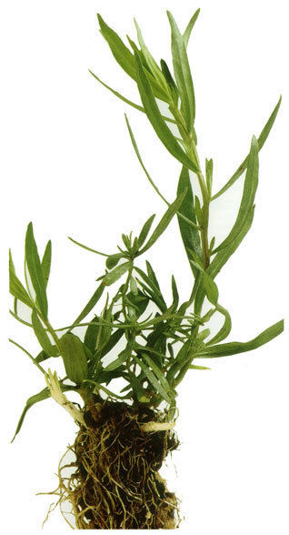 Pure Medicinal Tarragon Herb