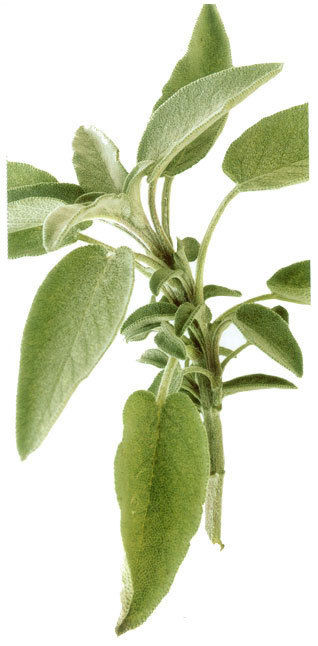 Pure Natural Sage Herb