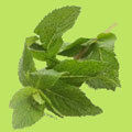 Rectified Spearmint Oil