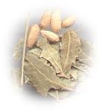 Azadirachta Indica Herbs