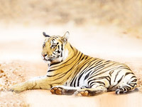 Wildlife Tour Packages Service By Travel Force