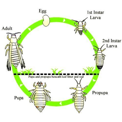 Bio-Pesticides