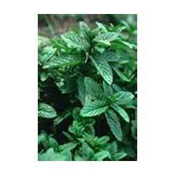 Mentha Oil