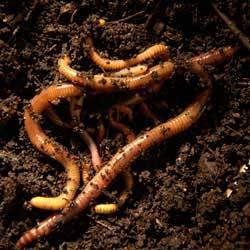 Organic Vermicompost