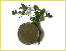 Coriander (Green)