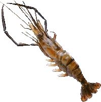 Prawn Scampii