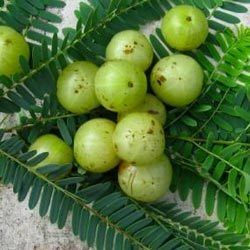 Amla