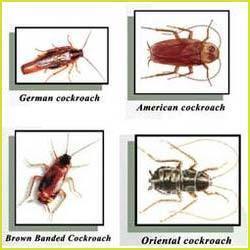 Cockroach Treatment Services - Advanced Non-Toxic Solutions | Effective, Safe for Families, Fast-Acting Results, Comprehensive Pest Control