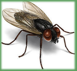 Fly Control Services By PEST TERMINATORS
