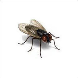 Fly Management Service By Integrated Pest Management Services
