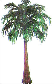 Manila Palm Tree